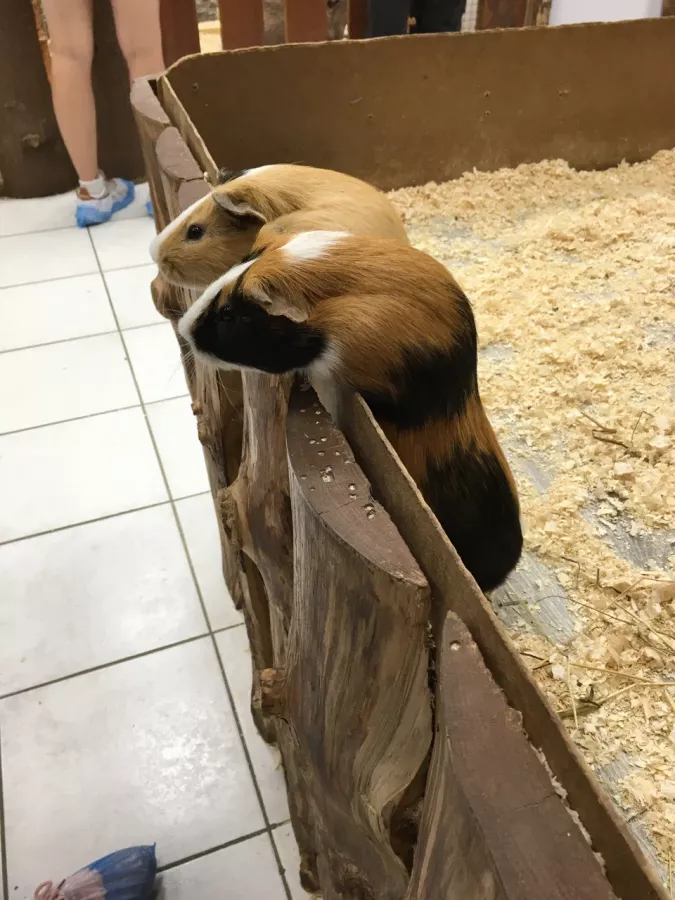 Зоопарк Обнимашки в Уфе: Животные, Зоопарк, Детям, Природа,