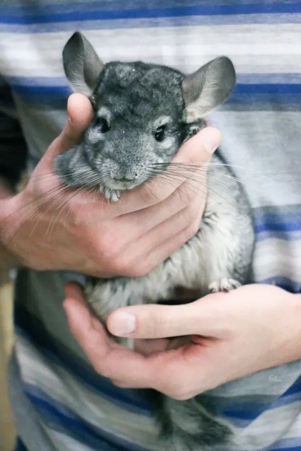 Зоопарк Обнимашки в Уфе: Животные, Зоопарк, Детям, Природа,