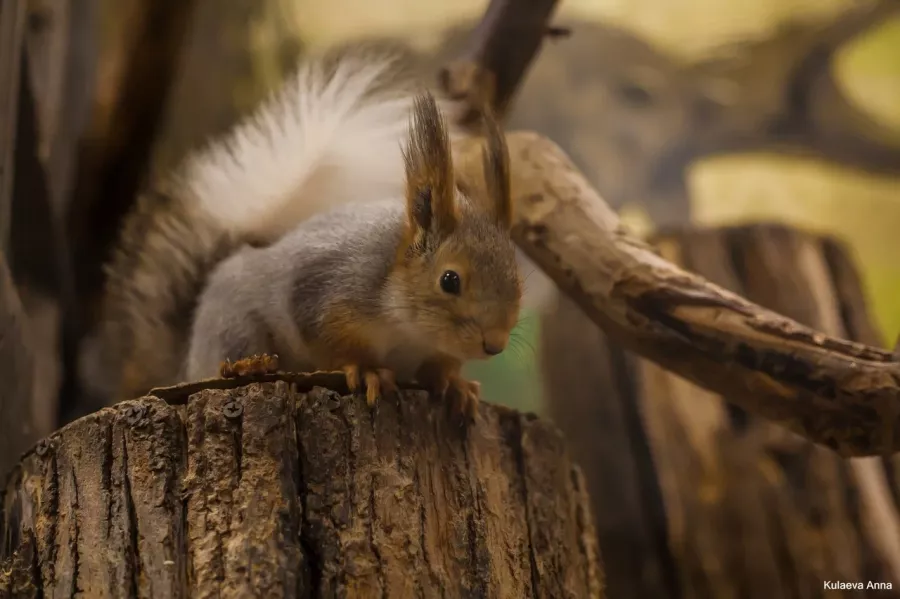 Зоопарк Лесное посольство в Уфе: Животные, Зоопарк, Детям, Природа,