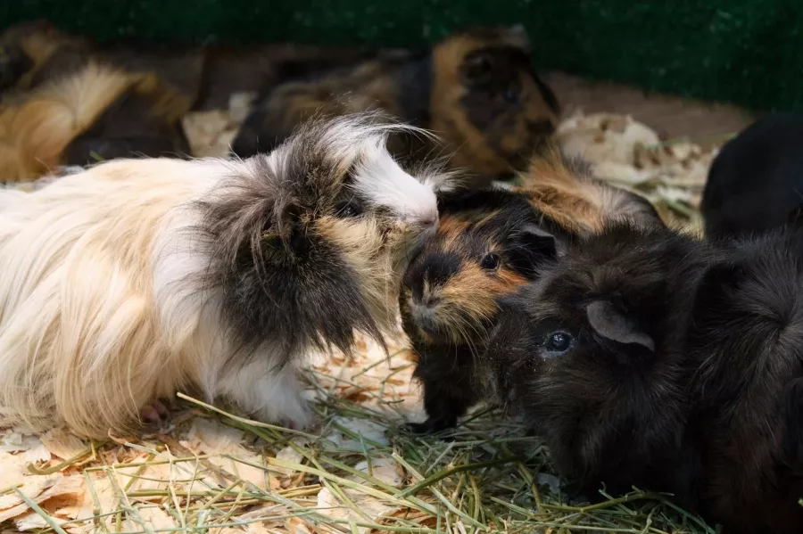 Зоопарк Лесное посольство в Уфе: Животные, Зоопарк, Детям, Природа,