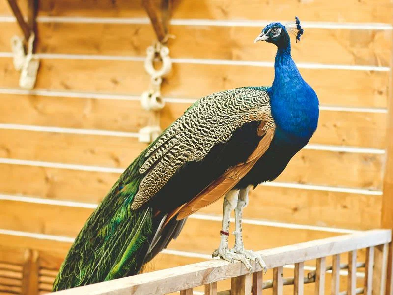 Зоопарк Лесное посольство в Уфе: Животные, Зоопарк, Детям, Природа,