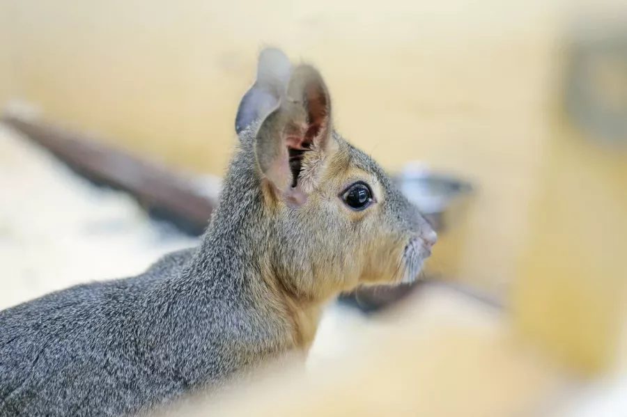 Зоопарк Лесное посольство в Уфе: Животные, Зоопарк, Детям, Природа,