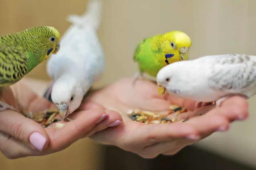 Зоопарк Лесное посольство в Уфе: Животные, Зоопарк, Детям, Природа,