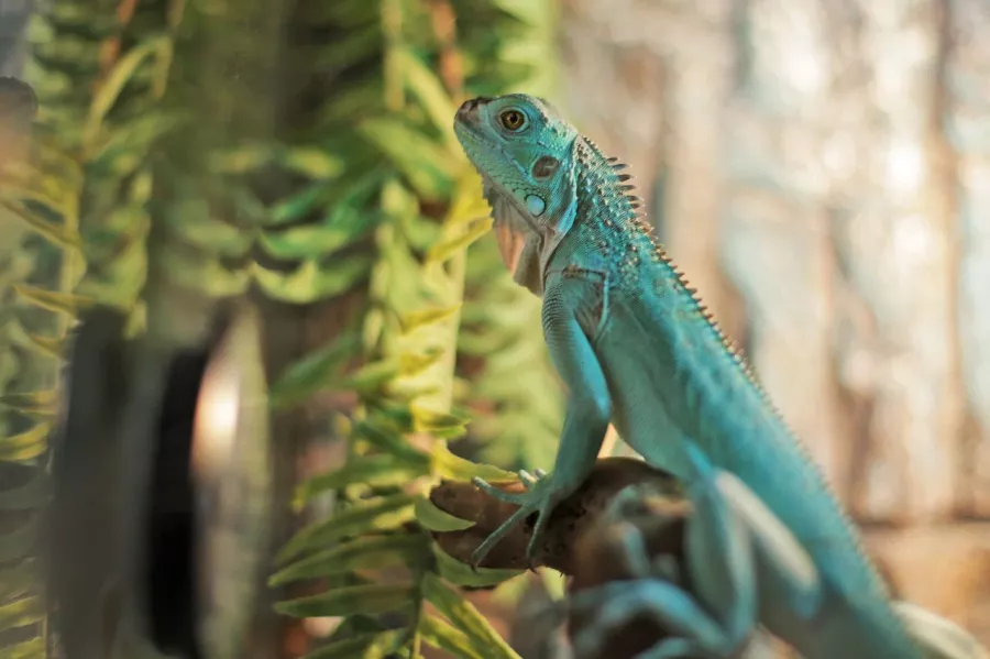 Зоопарк Лесное посольство в Уфе: Животные, Зоопарк, Детям, Природа,