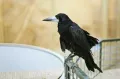 Миниатюра 8