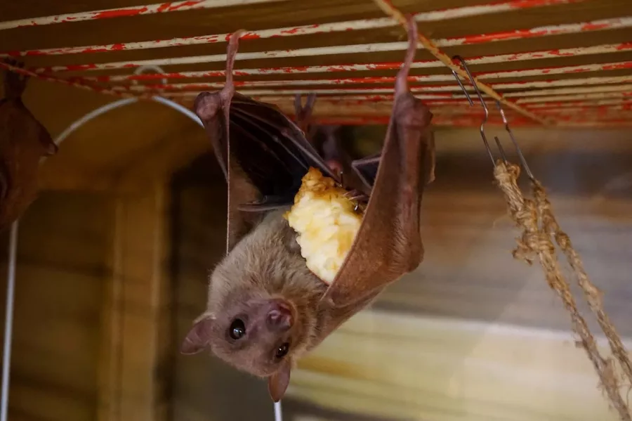 Зоопарк Лесное посольство в Уфе: Животные, Зоопарк, Детям, Природа,