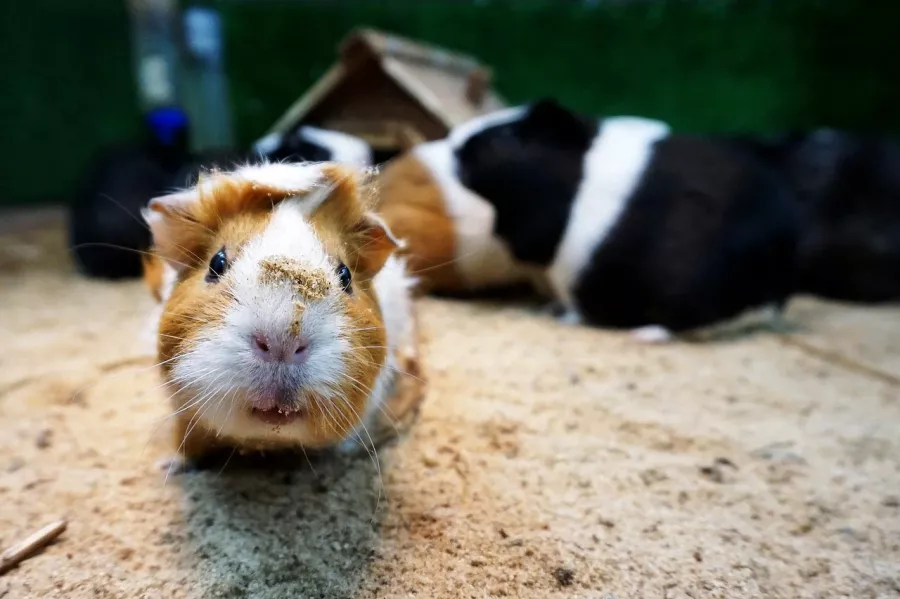 Зоопарк Лесное посольство в Уфе: Животные, Зоопарк, Детям, Природа,