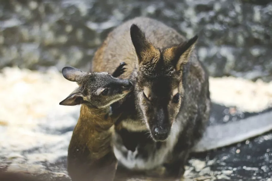 Зоопарк Лесное посольство в Уфе: Животные, Зоопарк, Детям, Природа,