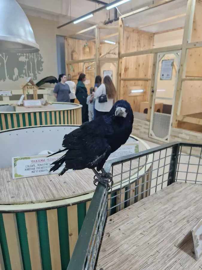 Зоопарк Лесное посольство в Уфе: Животные, Зоопарк, Детям, Природа,