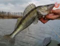 Миниатюра 6