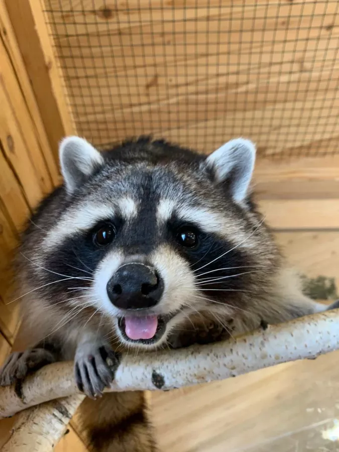 Зоопарк Вилла в Омске: Зоопарк, Любимцы, Дети, Чилим, Nature, Природа, Zoo, Animals, День рождение,