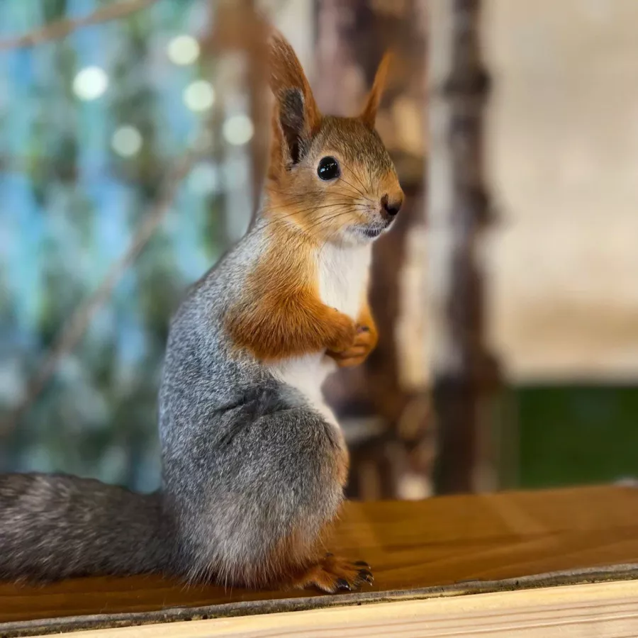 Зоопарк Вилла в Омске: Зоопарк, Любимцы, Дети, Чилим, Nature, Природа, Zoo, Animals, День рождение,