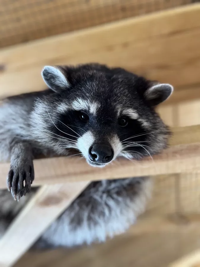 Зоопарк Вилла в Омске: Зоопарк, Любимцы, Дети, Чилим, Nature, Природа, Zoo, Animals, День рождение,