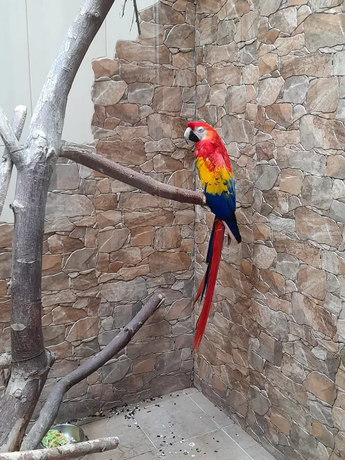 Детский зоопарк в Омске: Животные, Зоопарк, Детям, Природа,