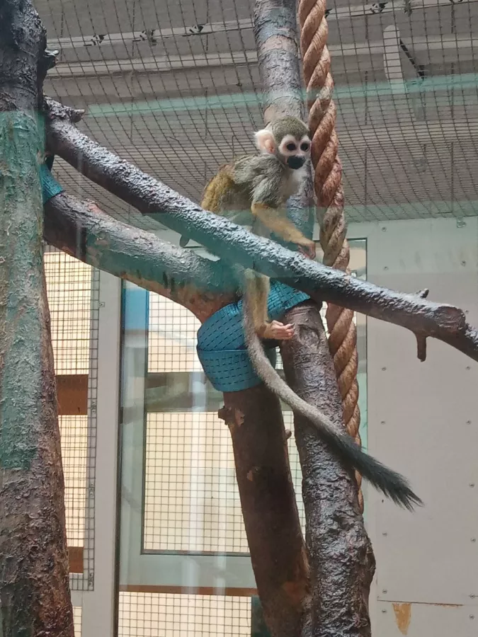 Детский зоопарк в Омске: Животные, Зоопарк, Детям, Природа,