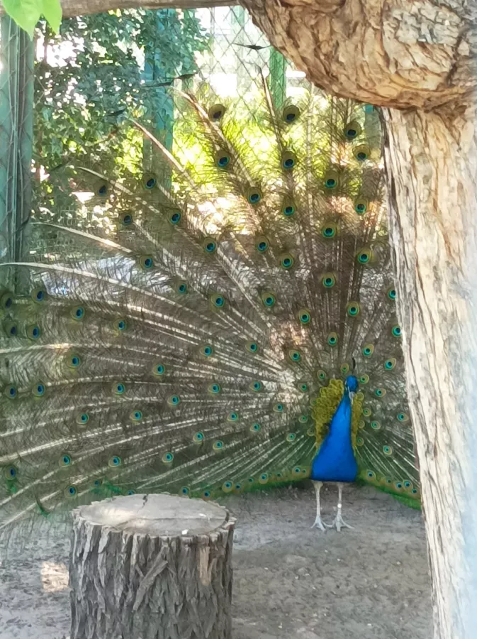 Детский зоопарк в Омске: Животные, Зоопарк, Детям, Природа,