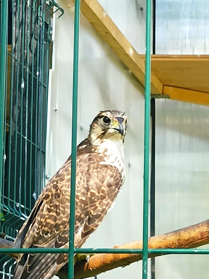 Детский зоопарк в Омске: Животные, Зоопарк, Детям, Природа,