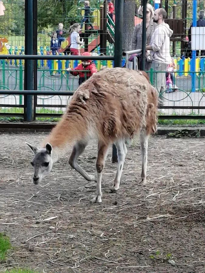 Детский зоопарк в Омске: Животные, Зоопарк, Детям, Природа,