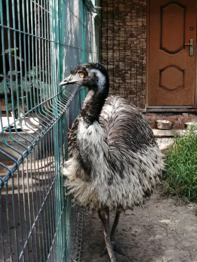 Детский зоопарк в Омске: Животные, Зоопарк, Детям, Природа,