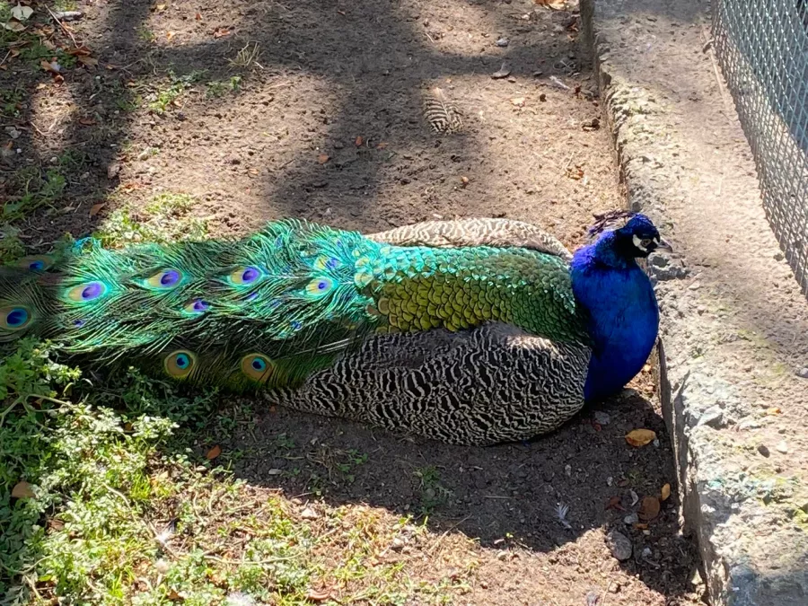 Детский зоопарк в Омске: Животные, Зоопарк, Детям, Природа,