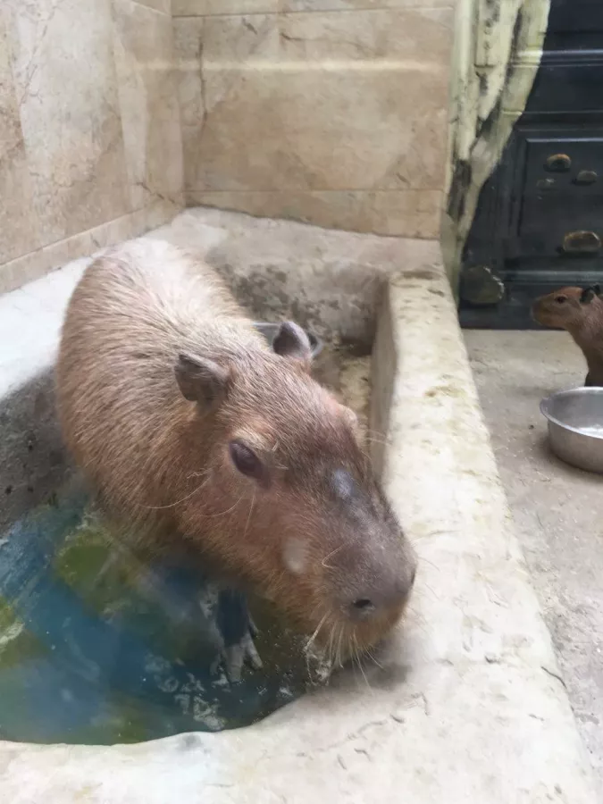 Детский зоопарк в Омске: Животные, Зоопарк, Детям, Природа,