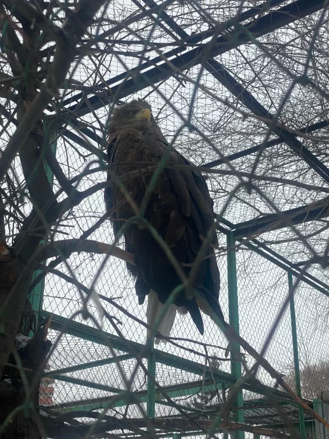 Детский зоопарк в Омске: Животные, Зоопарк, Детям, Природа,