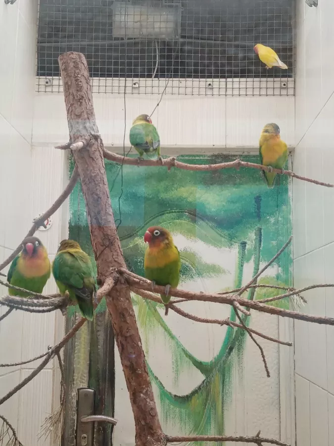 Детский зоопарк в Омске: Животные, Зоопарк, Детям, Природа,