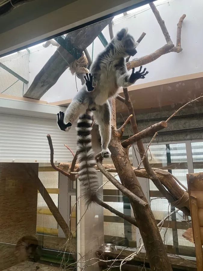 Детский зоопарк в Омске: Животные, Зоопарк, Детям, Природа,