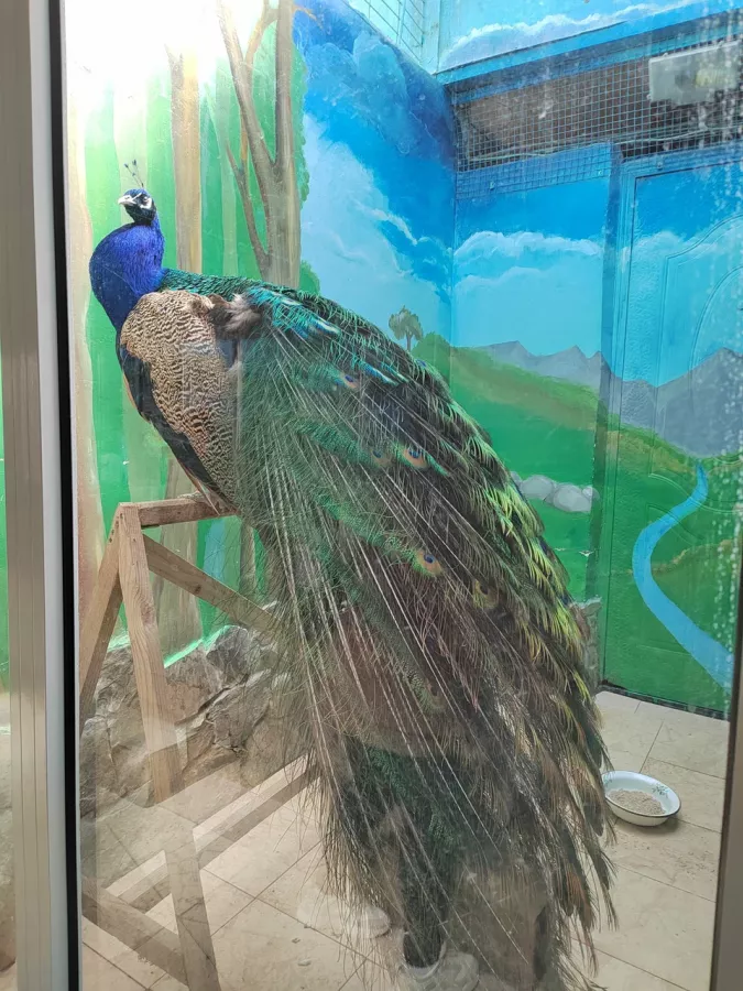 Детский зоопарк в Омске: Животные, Зоопарк, Детям, Природа,