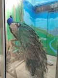 Миниатюра 14