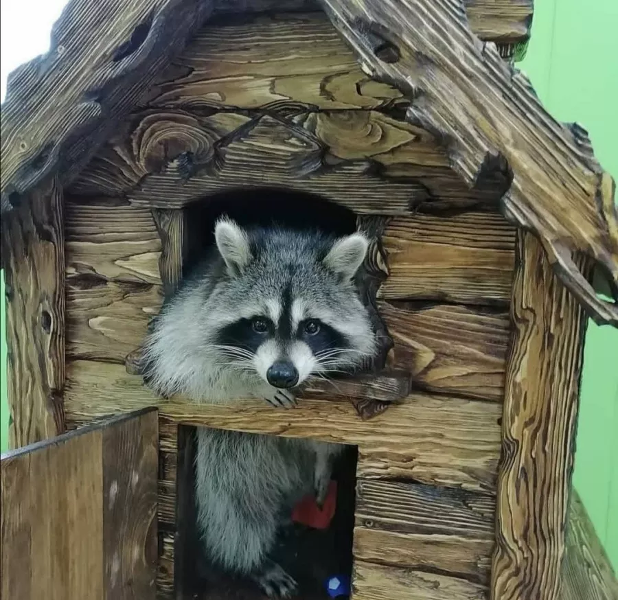 Зоопарк Ракуна_Матата в Омске: Животные, Зоопарк, Детям, Природа,