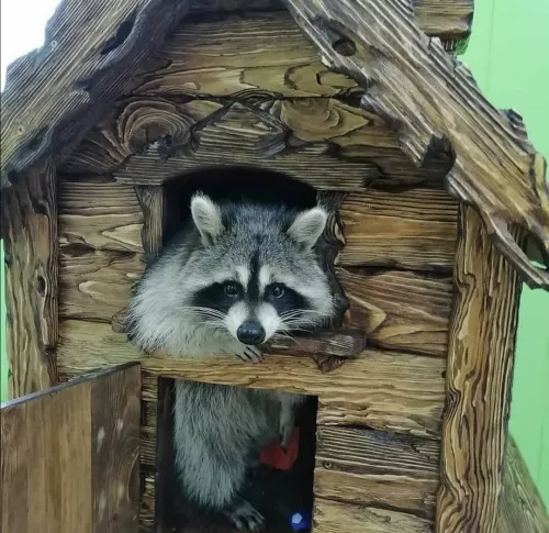 Зоопарк Ракуна_Матата  в  Омске