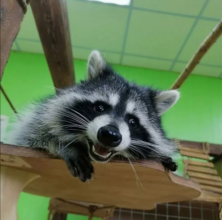 Зоопарк Ракуна_Матата в Омске: Животные, Зоопарк, Детям, Природа,