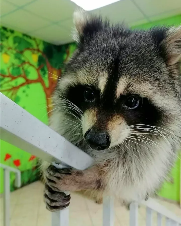 Зоопарк Ракуна_Матата в Омске: Животные, Зоопарк, Детям, Природа,