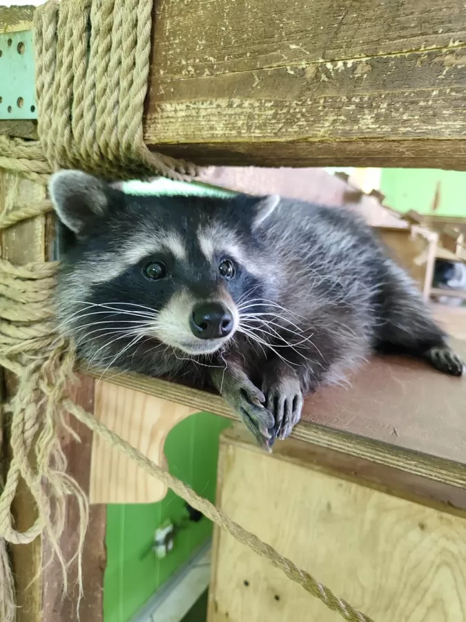 Зоопарк Ракуна_Матата в Омске: Животные, Зоопарк, Детям, Природа,