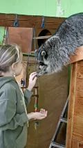 Миниатюра 8