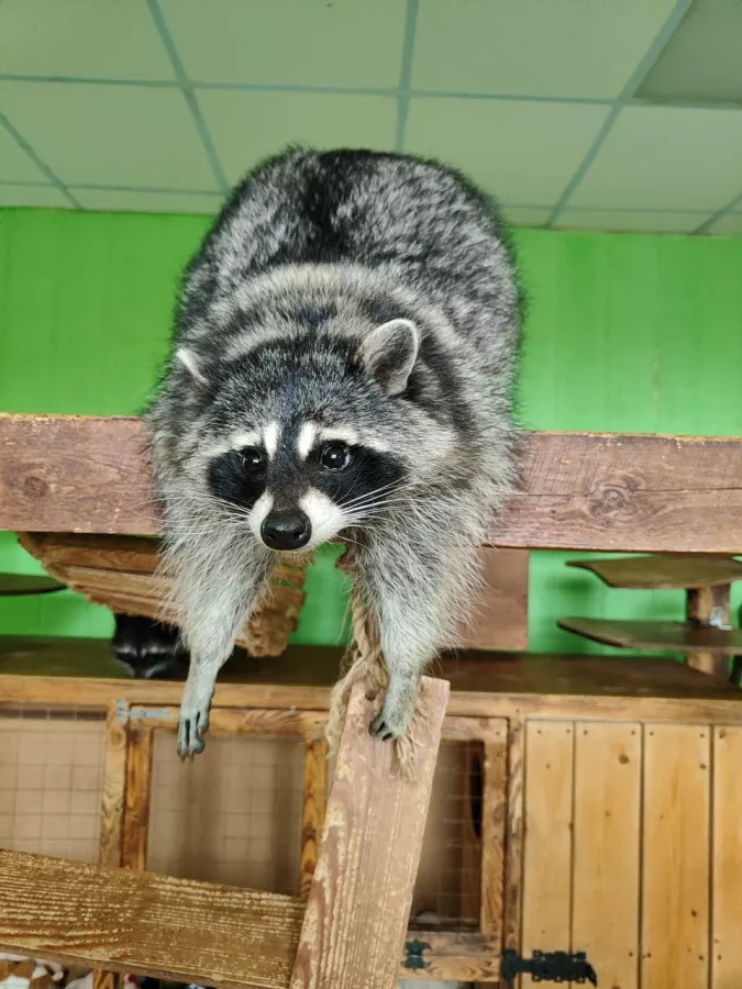 Зоопарк Ракуна_Матата в Омске: Животные, Зоопарк, Детям, Природа,