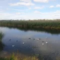 Миниатюра 13