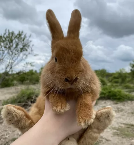 Кроликопарк 2  в  Севастополе