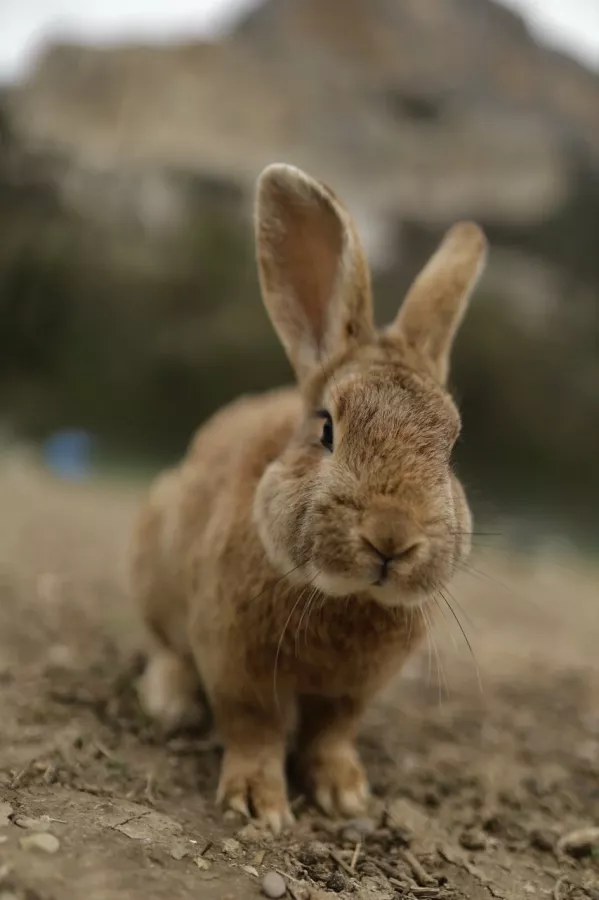 Кроликопарк 2 в Севастополе: Зоопарк, Любимцы, Дети, Чилим, Nature, Природа, Zoo, Animals,