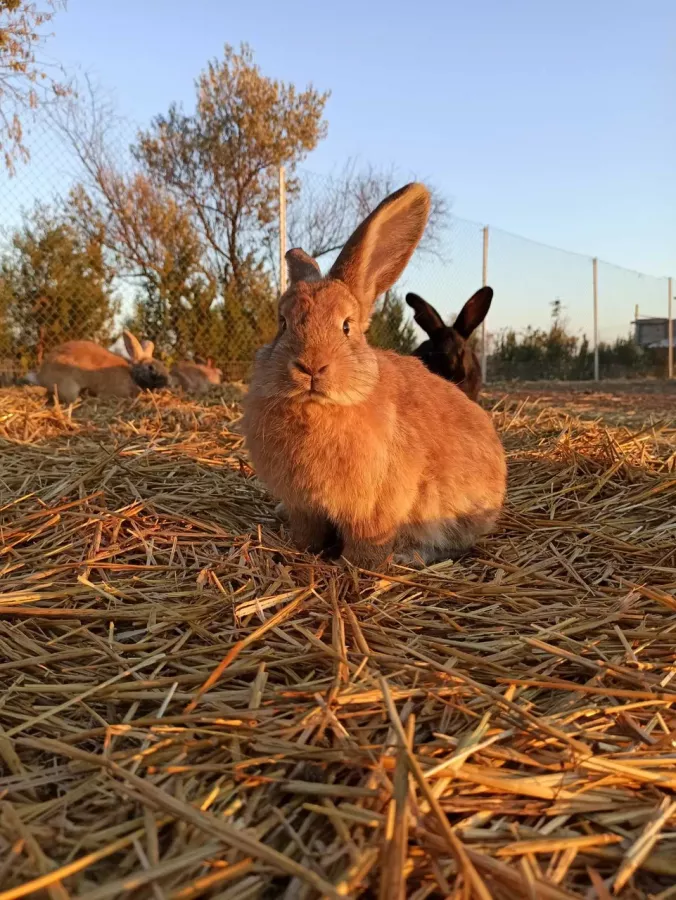 Кроликопарк 2 в Севастополе: Зоопарк, Любимцы, Дети, Чилим, Nature, Природа, Zoo, Animals,