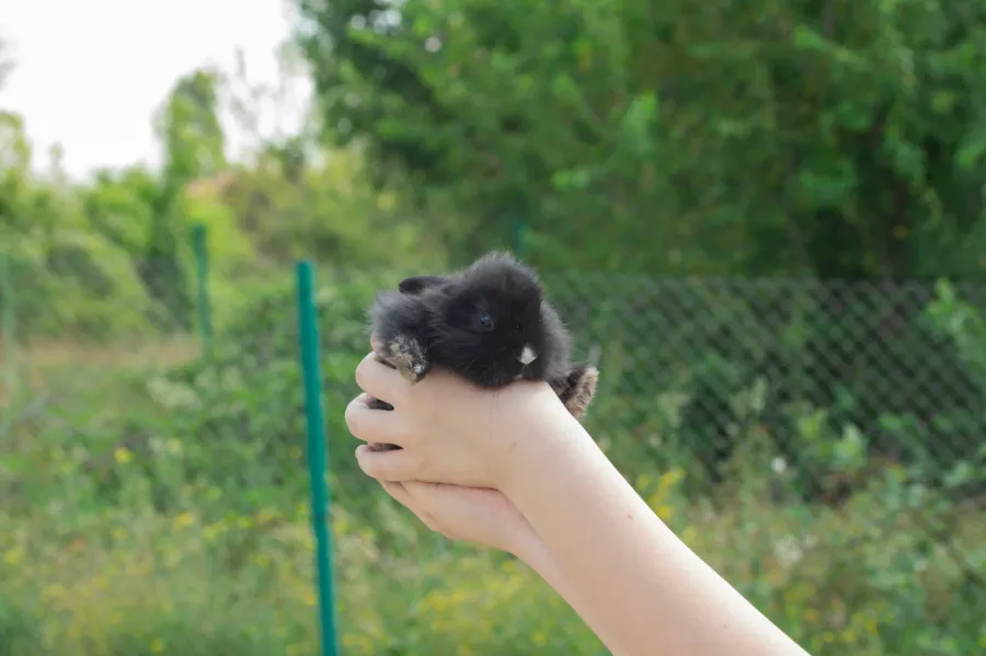 Кроликопарк 2 в Севастополе: Зоопарк, Любимцы, Дети, Чилим, Nature, Природа, Zoo, Animals,