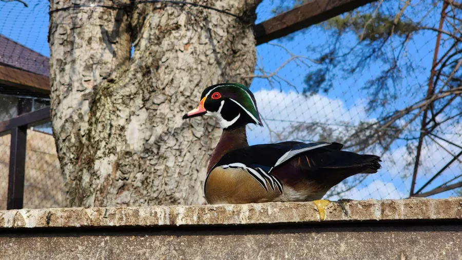 Мини-зоопарк в Бахчисарае: Зоопарк, Природа, Кафе, Детям, Животные,