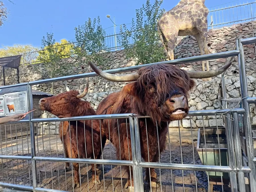 Мини-зоопарк в Бахчисарае: Зоопарк, Природа, Кафе, Детям, Животные,