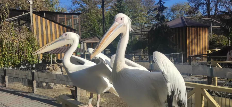 Мини-зоопарк в Бахчисарае: Зоопарк, Природа, Кафе, Детям, Животные,