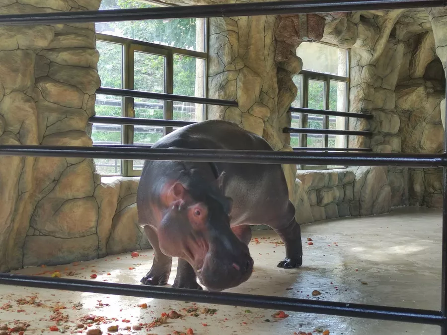 Мини-зоопарк в Бахчисарае: Зоопарк, Природа, Кафе, Детям, Животные,