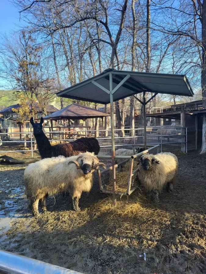 Мини-зоопарк в Бахчисарае: Зоопарк, Природа, Кафе, Детям, Животные,