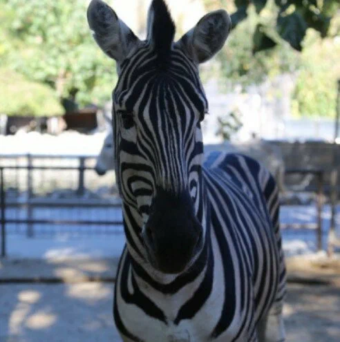 Мини-зоопарк в Бахчисарае: Зоопарк, Природа, Кафе, Детям, Животные,