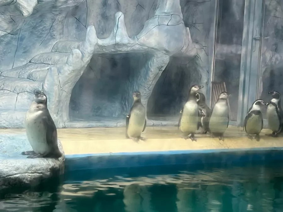 Мини-зоопарк в Бахчисарае: Зоопарк, Природа, Кафе, Детям, Животные,