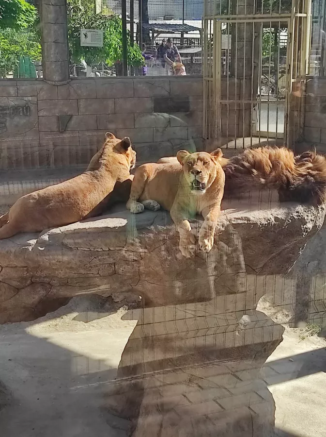 Мини-зоопарк в Бахчисарае: Зоопарк, Природа, Кафе, Детям, Животные,